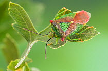 Hawthorn Shield Bug (Acanthosoma haemorrhoidale) on Hawthorn leaf. Hertfordshire, UK, August.