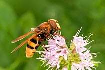 Hornet Mimic Hoverfly (Volucella zonaria) feeding on water mint. West Sussex, UK, July.