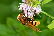 Hornet Mimic Hoverfly (Volucella zonaria) feeding on water mint. West Sussex, UK, July.