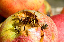 Hornet (Vespa crabro) feeding on rotting apple alongside Green-bottle fly. West Sussex, UK, October.