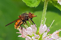 Hover fly (Rhingia campestris) showing its distinctive long snout, feeding on Water Mint, West Sussex, England, July