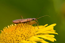 Marsh Damsel Bug (Nabis limbatus) on flower of Fleabane, Hertfodshire, England, August