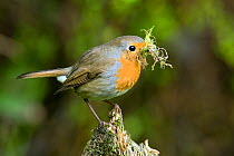 Robin (Erithacus rubecula) with moss nesting material. Hertfordshire, UK, March.
