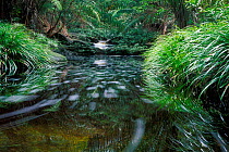Stream running through rainforest, Bako NP, Borneo, Sarawak, Malaysia