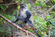 Blue monkey (Cercopithecus mitis) scratching, Jozani Chwaka Bay NP, Zanzibar, Tanzania, October