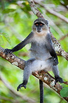 Blue monkey (Cercopithecus mitis) sitting on branch, Jozani Chwaka Bay NP, Zanzibar, Tanzania