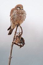 Common Kestrel (Falco tinnunculus) perched with feathers fluffed up, Zeeeland, The Netherlands