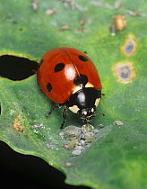 Seven-spot ladybird beetle (Coccinella septempunctata) feeding on Cabbage aphids (Brevicoryne brassicae).