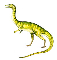 Illustration of the dinosaur Coelophysis,living in the Late Jurassic / Early Triassic, 203-216 Ma ago.