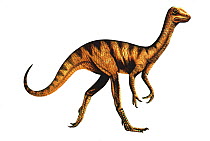 Illustration of the dinosaur Compsognathus,about the size of a turkey. Lived in the late Jurassic, 150 Ma ago.