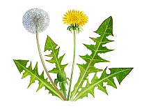Illustration of Common Dandelion (Taraxacum officinale) showing a flower head and a seed head.