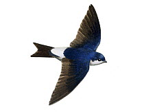 Illustration of Common / Northern House Martin (Delichon urbicum),Hirundinidae, in flight. Endemic to Europe and Africa.