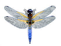 Illustration of Black-tailed Skimmer Dragonfly (Orthetrum cancellatum), Libelluidae. Endemic to Europe.