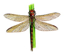 Illustration of Brown Hawker Dragonfly (Aeshna grandis), Aeshnidae. Endemic to Eurasia.