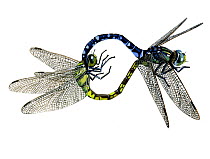 Illustration of mating pair of Sedge Darner / Common Hawker (Aeshna juncea),Aeshnidae. The male and female form a mating wheel""; the female is to the left. Endemic to Eurasia. North America.