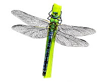Illustration of Emperor Dragonfly (Anax imperator), Aeshnidae. Endemic to Eurasia and Africa.