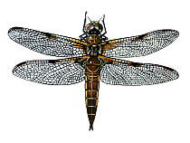 Illustration of Four Spotted Chaser / Skimmer (Libellula quadrimaculata),Libellulidae. Endemic to Europe, Africa and North America.