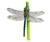 Illustration of Migrant Hawker (Aeshna mixta), Aeshnidae. Endemic to North Africa and Europe.