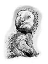 Illustration of Dodo (Raphus cucullatus) adult and chick - head detail. Extinct since the mid to late 17th century, endemic to Mauritius. Related to pigeons and doves.