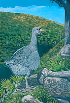 Illustration of Rodrigues Solitaire (Pezophaps solitaria),Columbidae,male calling over the the Anse Quitor Valley,Rodrigues, Mauritius. Extinct since 1761. Flightless member of pigeon family and close...