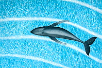 Illustration of a whale (Cetacean) 'reading' magnetic field lines, top-down perspective (Wildlife Art Company).