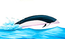 Illustration of Southern Rightwhale Dolphin (Lissodelphis peronii) jumping (Wildlife Art Company).