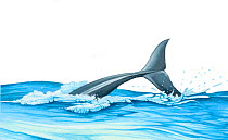 Illustration of Spotted Dolphin (Stenella frontalis) lobtailing (Wildlife Art Company).