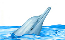 Illustration of Indo-Pacific Hump-backed / Chinese White Dolphin (Sousa chinensis) spyhopping (Wildlife Art Company).