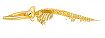 Illustration of Sperm Whale (Physeter macrocephalus) skeleton in profile. Threatened / endangered species (Wildlife Art Company).