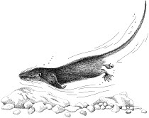 Illustration of Aquatic / Web-footed / Otter Tenrec (Limnogale mergulus) swimming underwater. Endangered / threatened species.