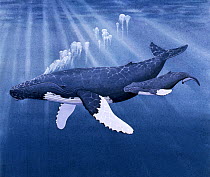 Illustration of Humpback Whale (Megaptera novaeangliae),Balaenopteridae, mother and calf swimming. .