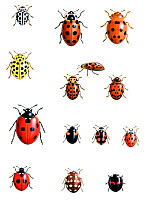 Illustration of British native ladybirds.  From top left to right: Sixteen or 16-spot ladybird (Tytthaspis 16-punctata); Thirteen or 13-spot ladybird (Hippodamia 13-punctata); Bryony ladybird (Epilach...