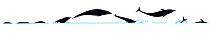 Illustration of Northern Rightwhale Dolphin (Lissodelphis borealis), dive and jump sequence in profile (Wildlife Art Company).