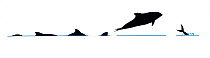 Illustration of Pacific White-Sided Dolphin (Lagenorhynchus obliquidens), dive and jump sequence in profile (Wildlife Art Company).