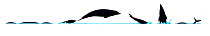 Illustration of Southern Rightwhale Dolphin (Lissodelphis peronii), dive and jump sequence in profile (Wildlife Art Company).