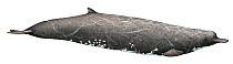 Illustration of Baird's Beaked Whale / Giant Bottlenose Whale (Berardius bairdii), Ziphidae (Wildlife Art Company).