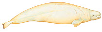Illustration of Beluga / Belukha / Sea Canary / White Whale (Delphinapterus leucas), Monodontidae; endangered / threatened species (Wildlife Art Company).