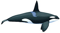 Illustration of Killer Whale / Orca / Sea Wolf / Blackfish (Orcinus orca) male, Delphinidae; the largest member of the dolphin family. There are up to five distinct killer whale types, some populatio...