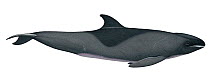 Illustration of Melon-headed Whale / Little Killer Whale / Many-Toothed Blackfish / Electra Dolphin (Peponocephala electra), Delphinidae (Wildlife Art Company).