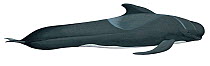 Illustration of Long-Finned Pilot Whale (Globicephala melaena), Delphinidae (Wildlife Art Company).