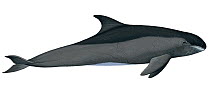 Illustration of Pygmy Killer / Lesser Killer Whale (Feresa attenuata), Delphinidae (Wildlife Art Company).