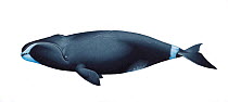 Illustration of Bowhead Whale / Rorqual Whale(Balaena mysticetus), Balaenidae (Wildlife Art Company).