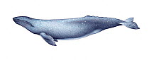 Illustration of Grey Whale (Eschrichtius robustus), Eschrichtiidae (Wildlife Art Company).