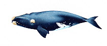 Illustration of North Pacific Right Whale (Eubalaena japonica), Balaenidae; endangered / threatened species (Wildlife Art Company).