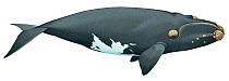 Illustration of North Pacific right whale (Eubalaena japonica) Balaenidae; endangered / threatened species (Wildlife Art Company).