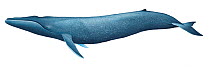 Illustration of Blue Whale (Balaenoptera musculus), Balaenidae; the largest animal on Earth. Endangered / threatened species (Wildlife Art Company).