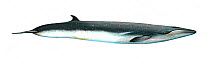 Illustration of Brydes Whale / Tropical Whale (Balaenoptera edeni), Balaenidae (Wildlife Art Company).