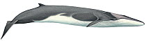Illustration of Fin Whale / Finback / Finner(Balaenoptera physalus), Balaenidae; endangered/threatened species (Wildlife Art Company).