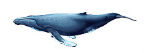 Illustration of Humpback Whale / Hump-Backed Whale (Megaptera novaeangliae), Balaenopteridae (Wildlife Art Company).