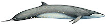 Illustration of Sei Whale / Sardine Whale (Balaenoptera borealis), Balaenopteridae; endangered / threatened species (Wildlife Art Company).